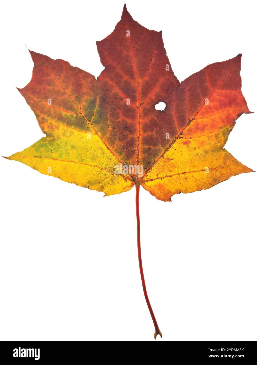 Autumn maple leaf isolated on white background Stock Photo - Alamy