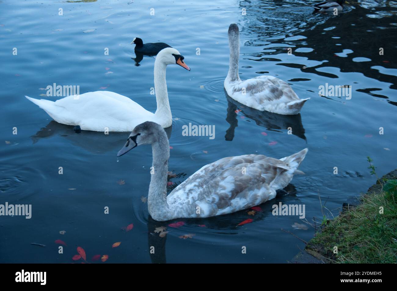 Swan family and coot on a pond, Broomfield Park, North London, England, United Kingdom - Stock Photo