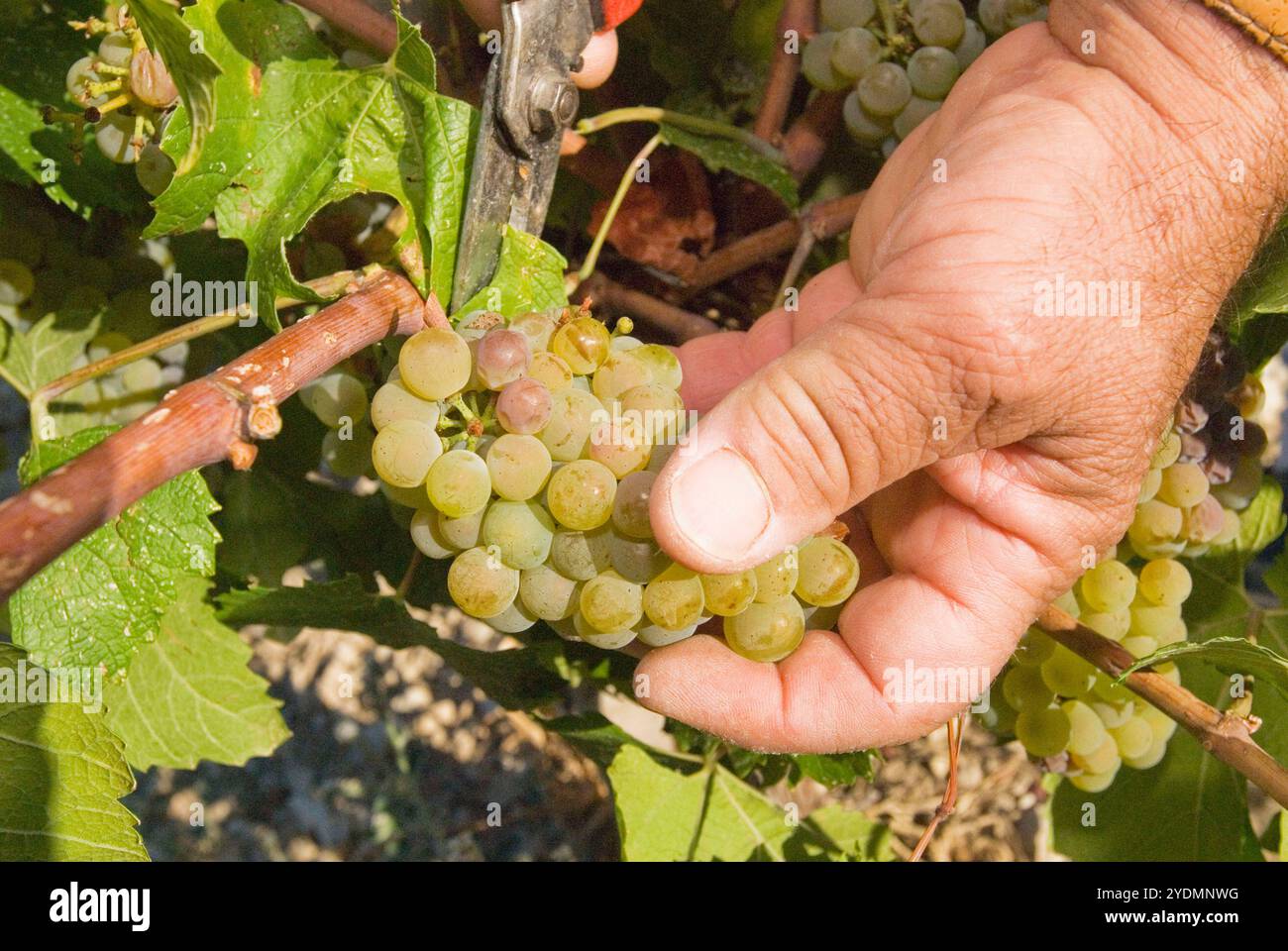 Weinlese einer Chardonnay-Traube auf den Feldern der Lambouri Winery in Platres. Stock Photo