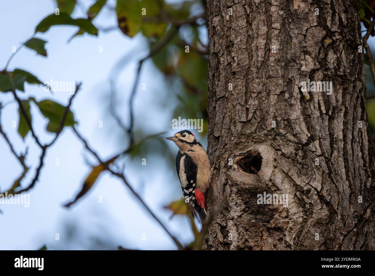A Great spotted woodpecker (Dendrocopos major) perched on a walnut tree with blue sky in background. Stock Photo