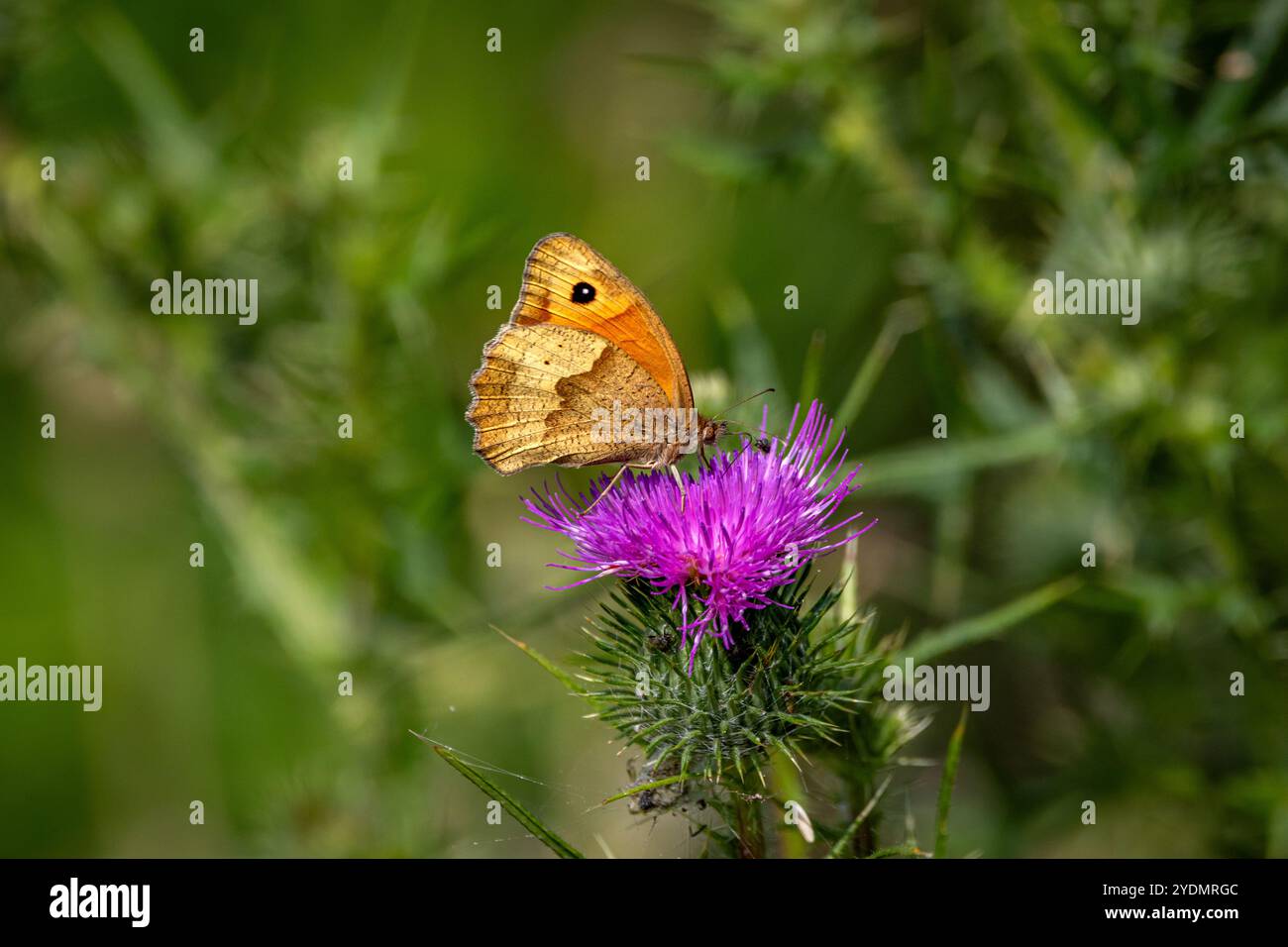 A Meadow brown butterfly ( Maniola jurtina) on purple thistle flowers. Stock Photo