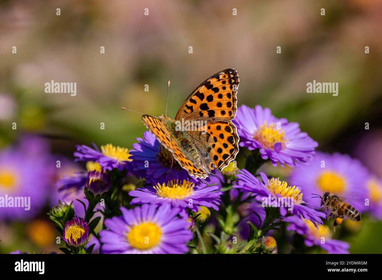 A Queen of Spain fritillary (Issoria lathonia), resting on Michaelmas daisies (Aster). Stock Photo