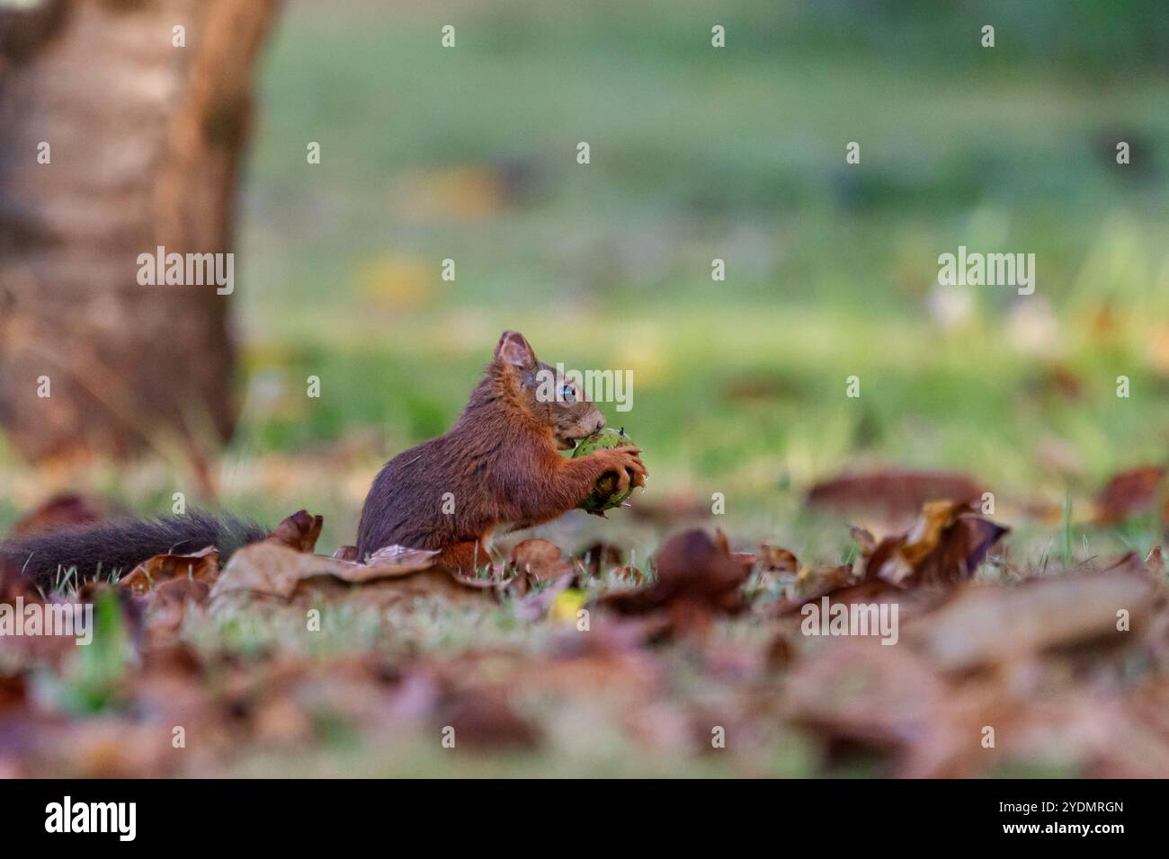 A European Red squirrel (Sciurus vulgaris) foraging for walnuts on autumn leaf covered ground. Stock Photo