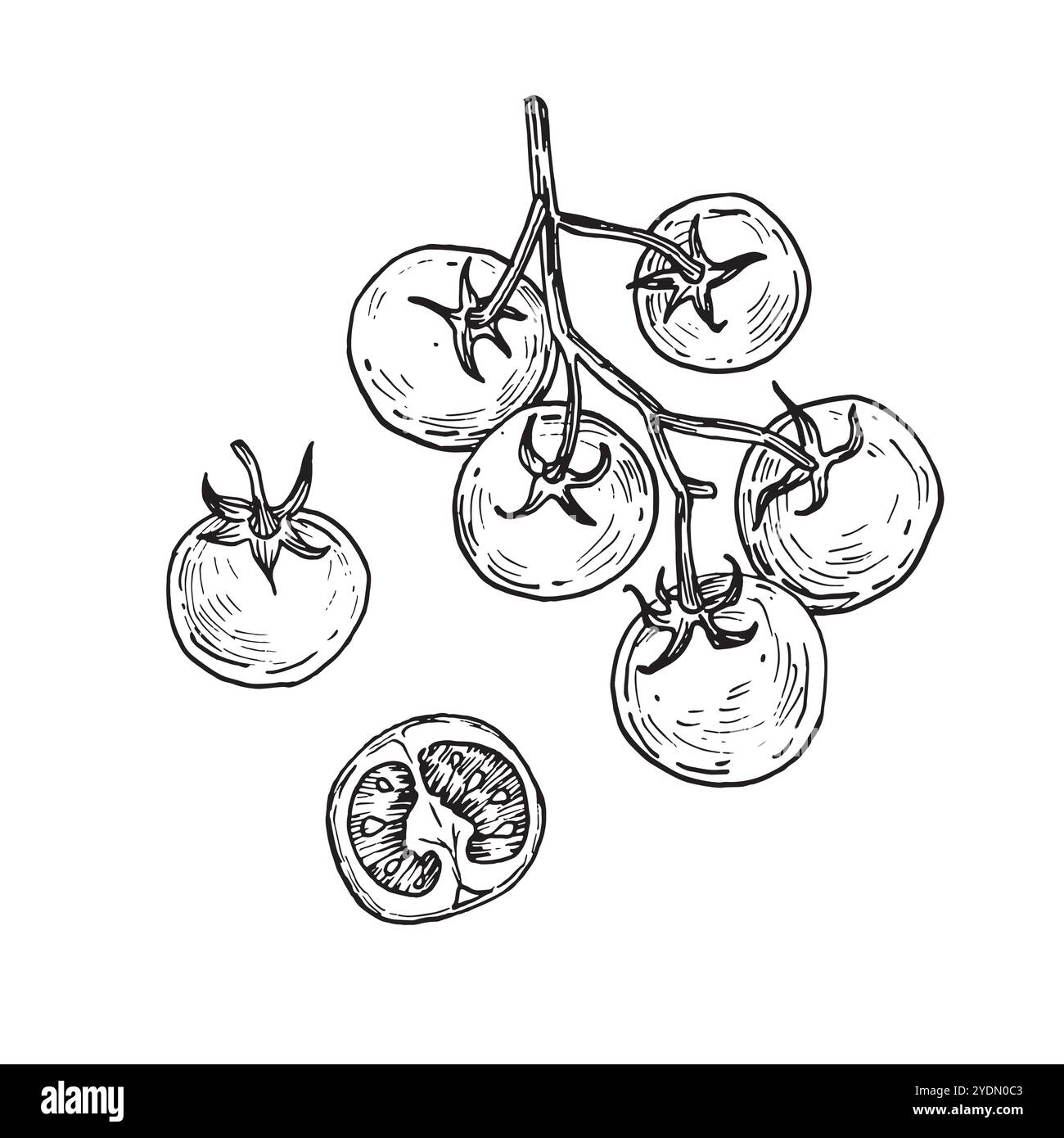 Cherry tomatoes. Set of hand drawn vector illustrations. Tomatoes drawn ...