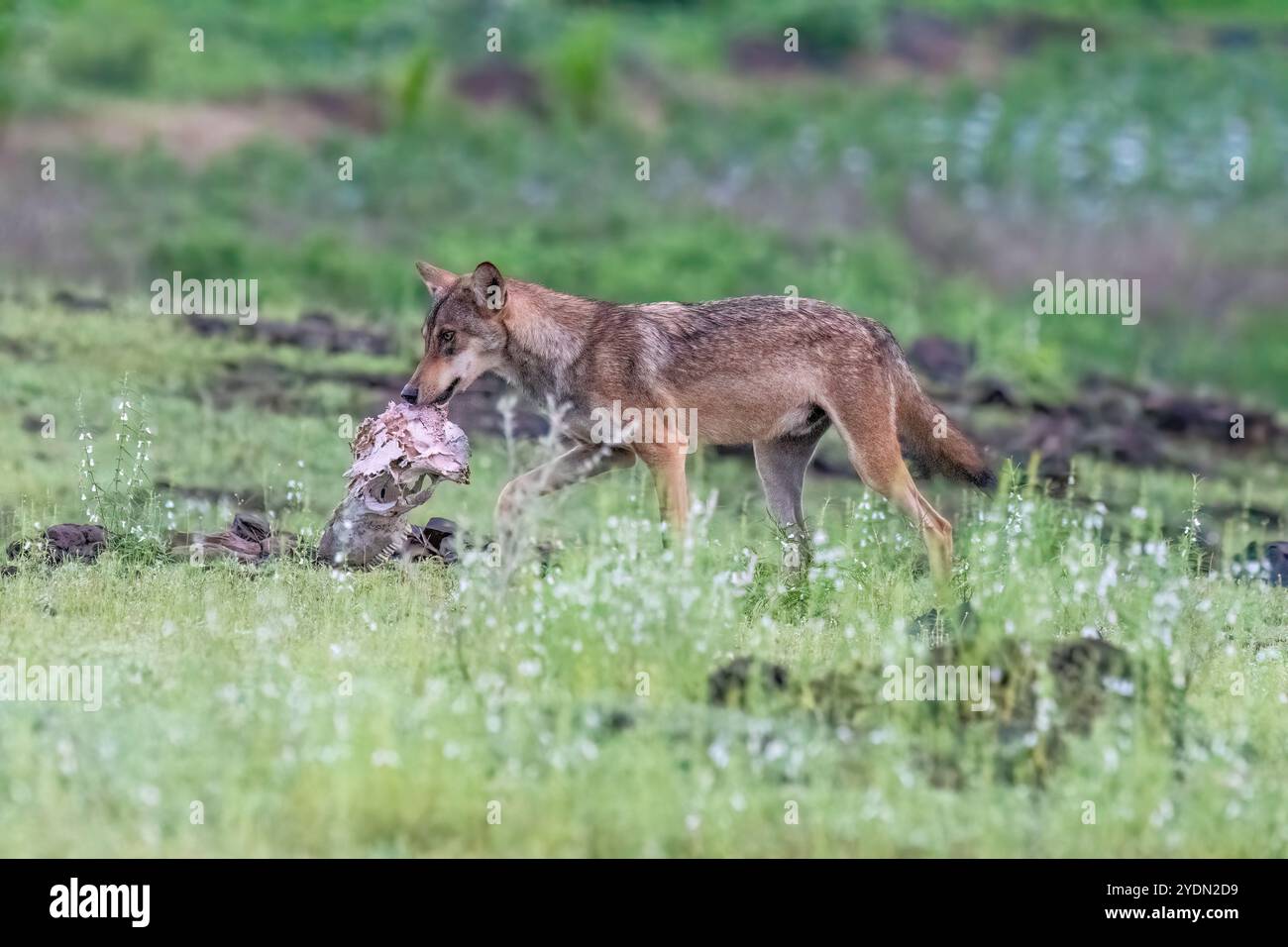 A group of wolfs walking in the grasslands of Bhigwan bird sanctuary, Maharashtra Stock Photo