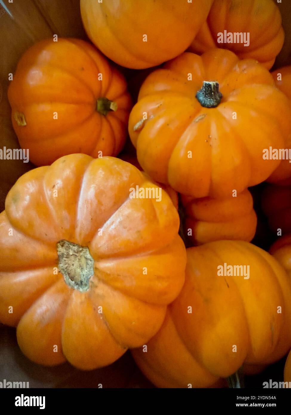 Vibrant Cinderella pumpkins (Cucurbita maxima) with deep ribs and a flattened shape, perfect for autumn decor or cooking, classic fall character - Smartphone Captured Stock Image