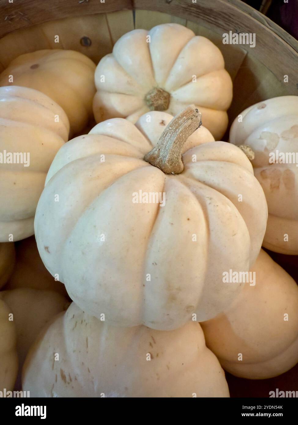 Close-up of creamy white 'Baby Boo' pumpkins (Cucurbita pepo) in a rustic basket, ideal for fall decor and seasonal centerpieces - Smartphone Captured Stock Image