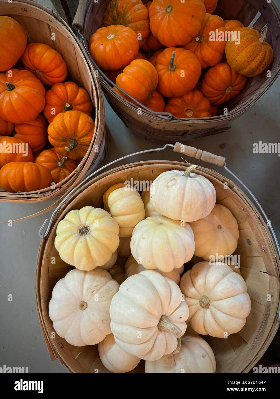 Rustic display of mini orange 'Jack Be Little' pumpkins and white 'Baby Boo' pumpkins (Cucurbita pepo) in baskets, perfect for autumn decor and season - Smartphone Captured Stock Image