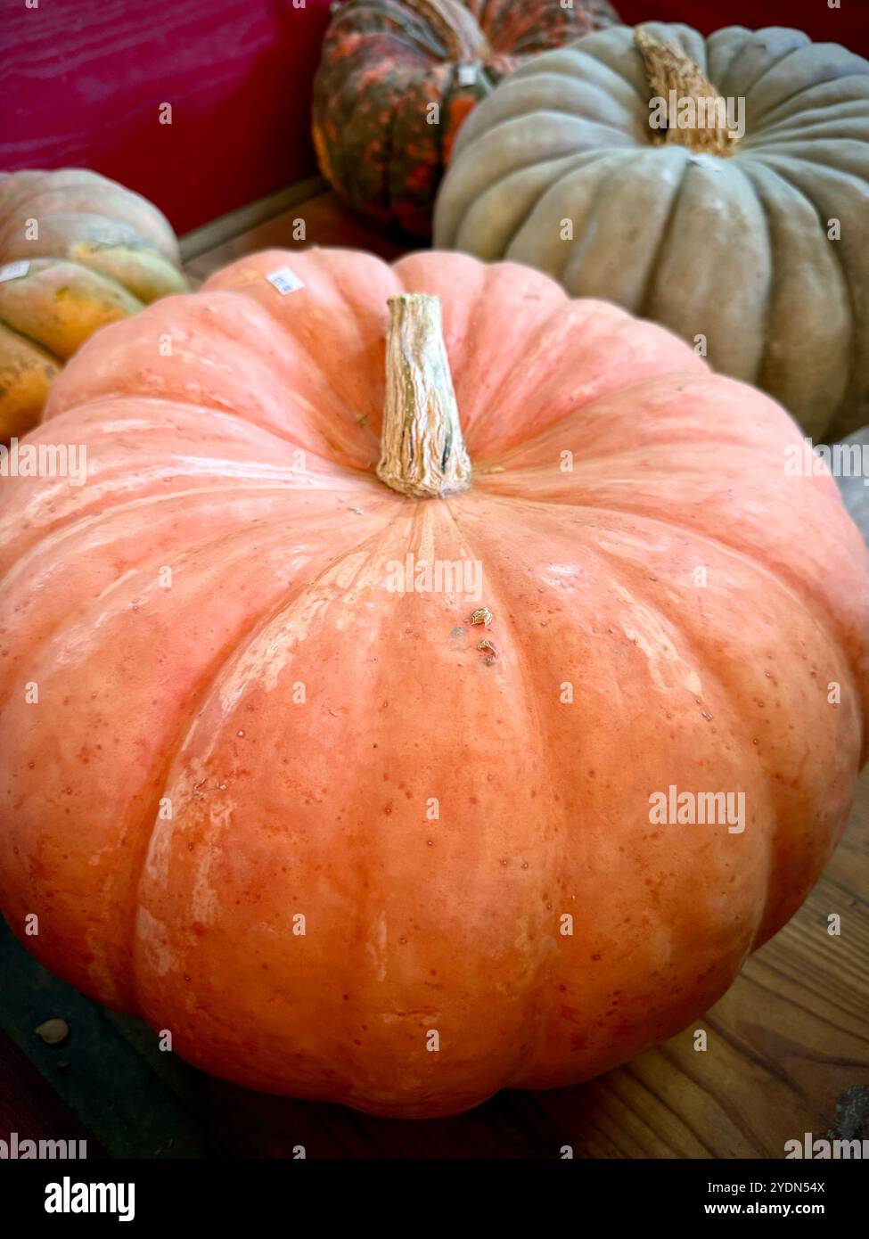 Large, pinkish heirloom pumpkin, likely a Porcelain Doll or Cinderella pumpkin (Cucurbita maxima), known for its smooth skin and unique color, perfect - Smartphone Captured Stock Image