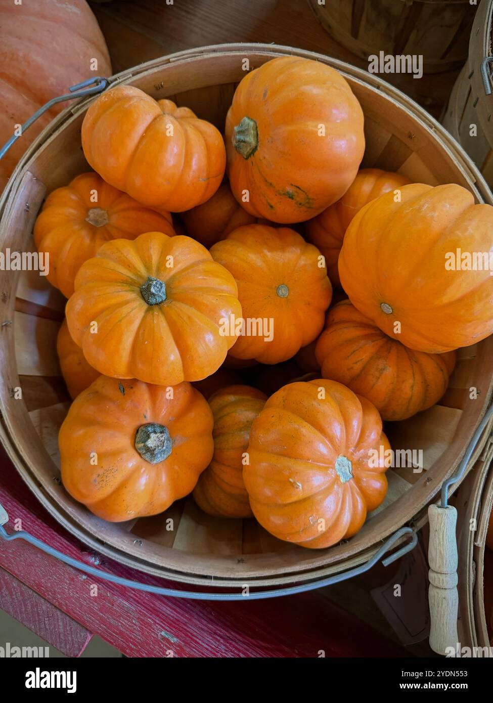 Miniature pumpkins (Cucurbita pepo), also known as 'Jack Be Little' pumpkins, in rustic baskets. These small, ribbed pumpkins are perfect for autumn - Smartphone Captured Stock Image