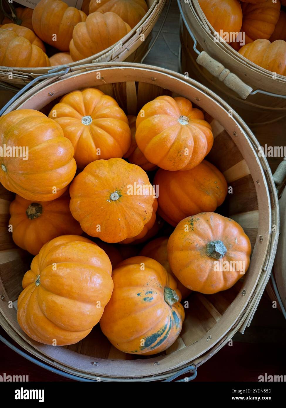 Miniature pumpkins (Cucurbita pepo), also known as 'Jack Be Little' pumpkins, in rustic baskets. These small, ribbed pumpkins are perfect for autumn - Smartphone Captured Stock Image
