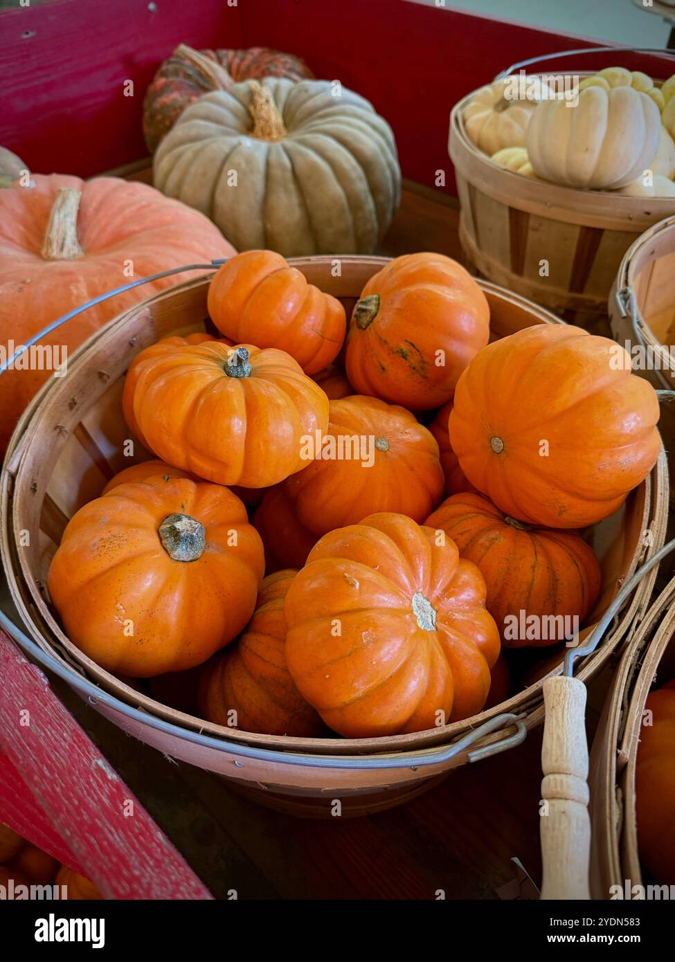 Rustic baskets filled with orange 'Jack Be Little' mini pumpkins and heirloom varieties in a variety of colors, perfect for autumn decor and seasonal - Smartphone Captured Stock Image