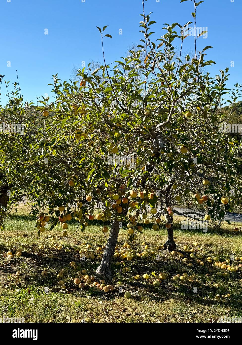 Apple tree full of ripe fruit at a U-pick orchard in North Carolina. Perfect for seasonal apple picking, fall harvest activities, and fresh produce - Smartphone Captured Stock Image