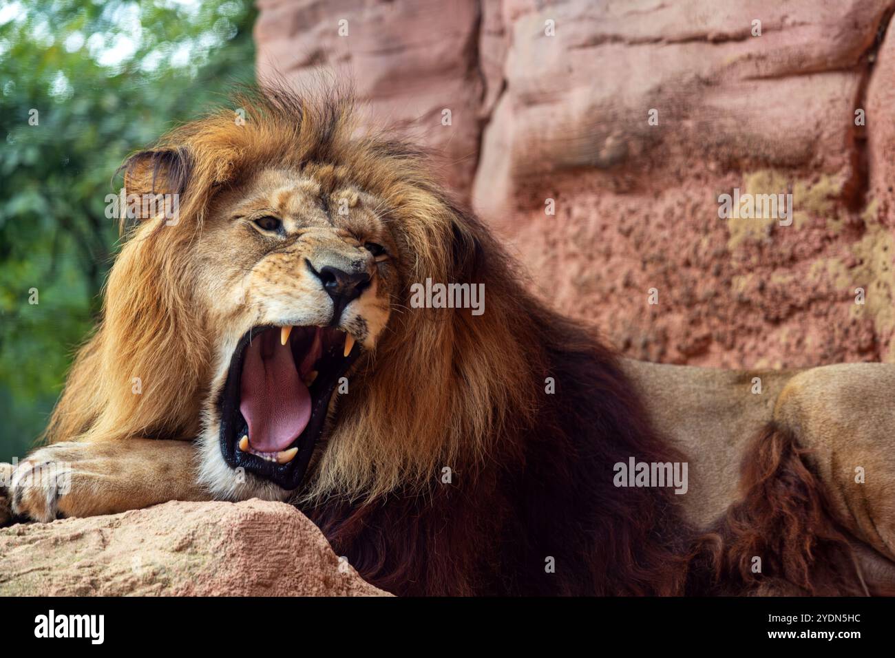 Portrait of yawning male big Barbary lion Stock Photo