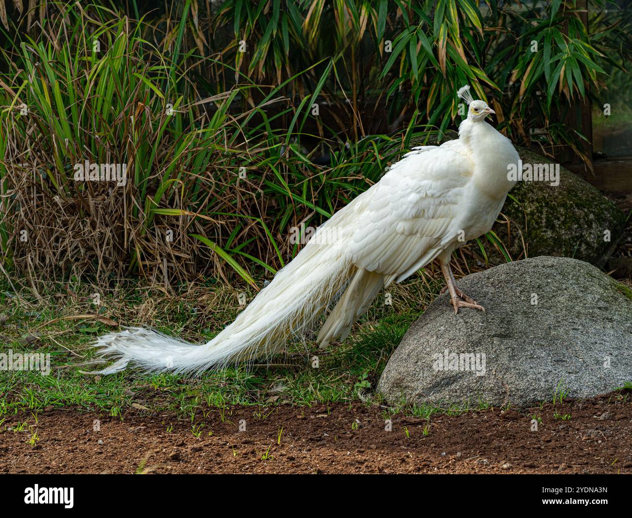 White Peacock Or White Peafowl Is Also Called Pavo Cristatus Stock 