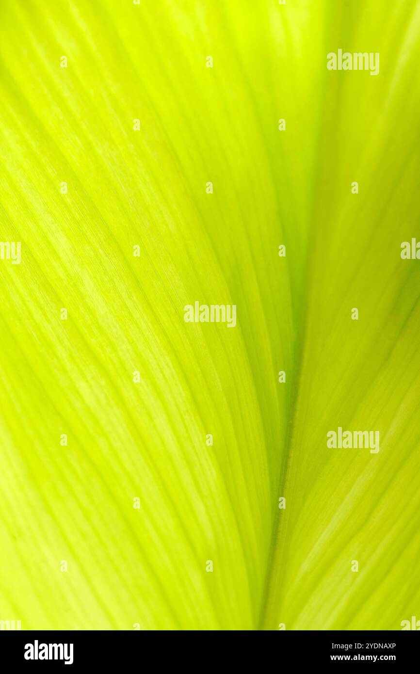 Close up detail patterns hi-res stock photography and images - Alamy