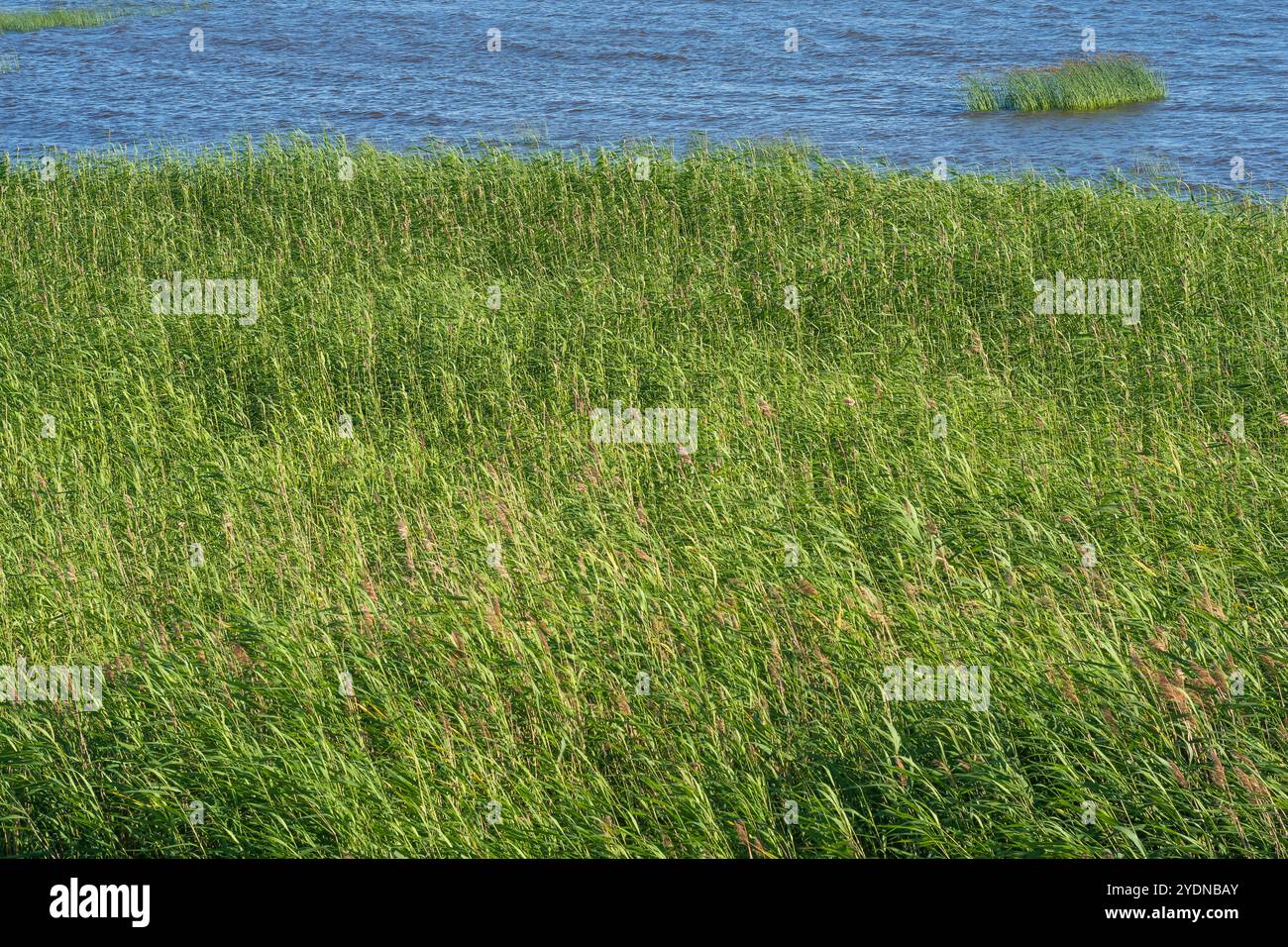 Reed beds swamp hi-res stock photography and images - Alamy