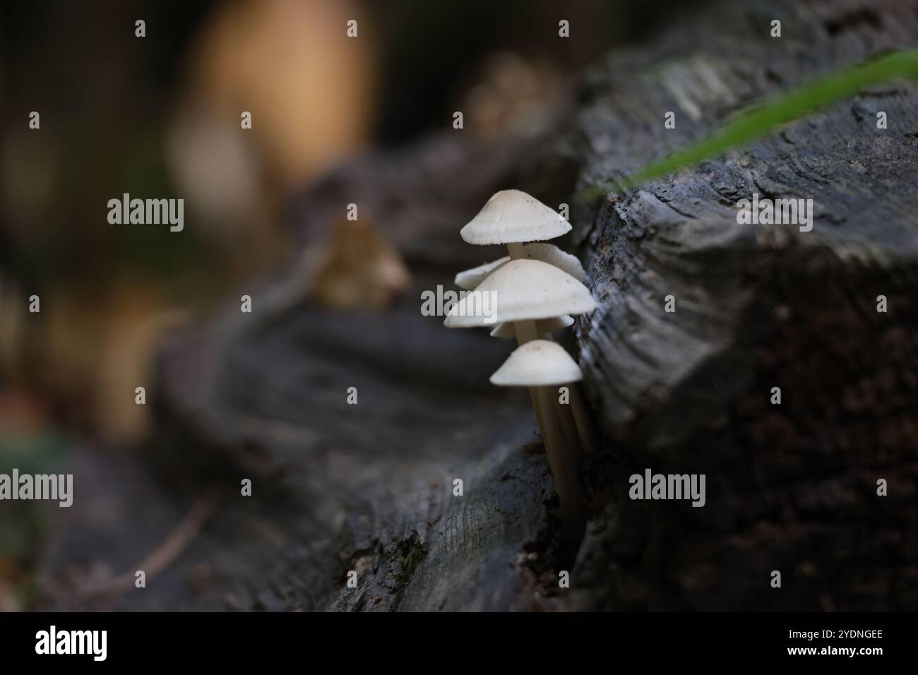 Little White Mushrooms Stock Photo