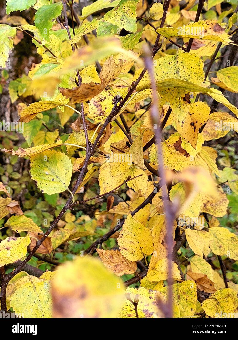 Close-up fall leaves - Smartphone Captured Stock Image