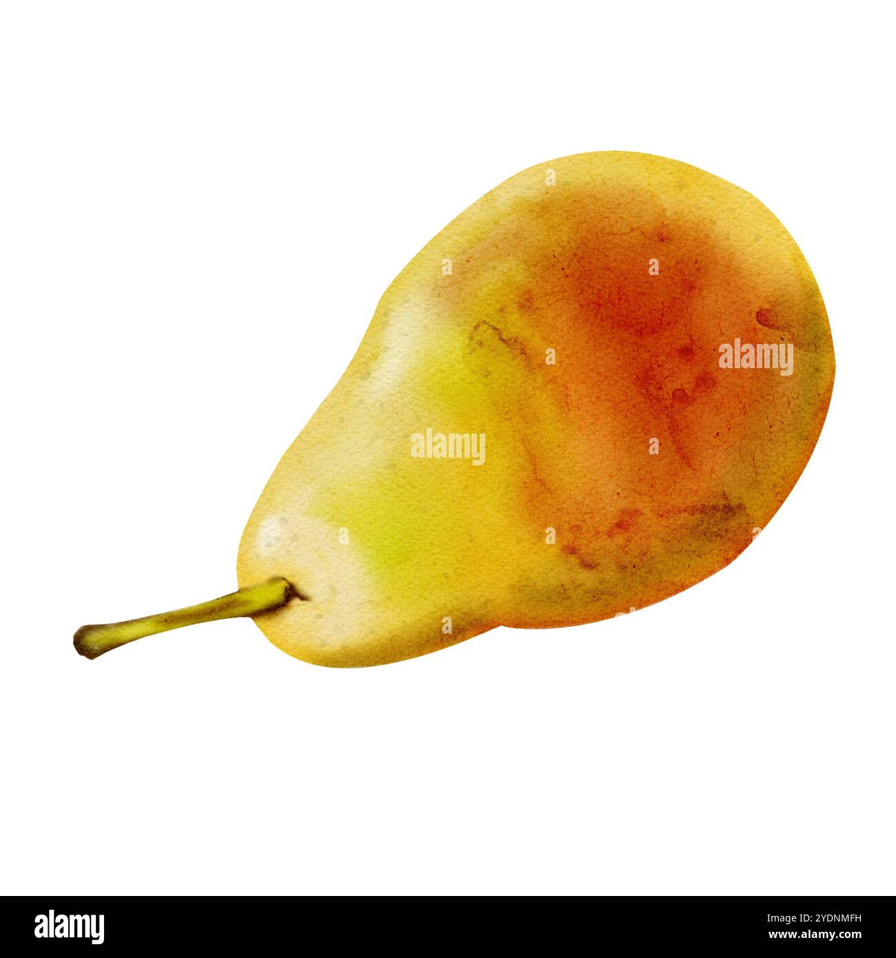 Pear Side View Green pear. Fruit with a small branch of green and yellow color. Side ...