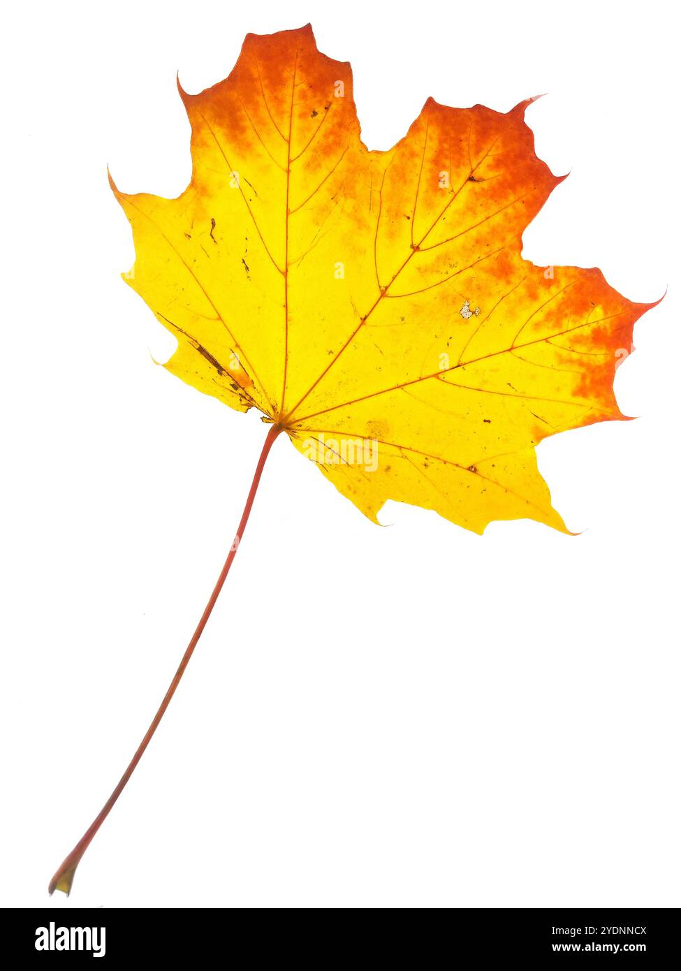 Autumn maple leaf isolated on white background Stock Photo - Alamy