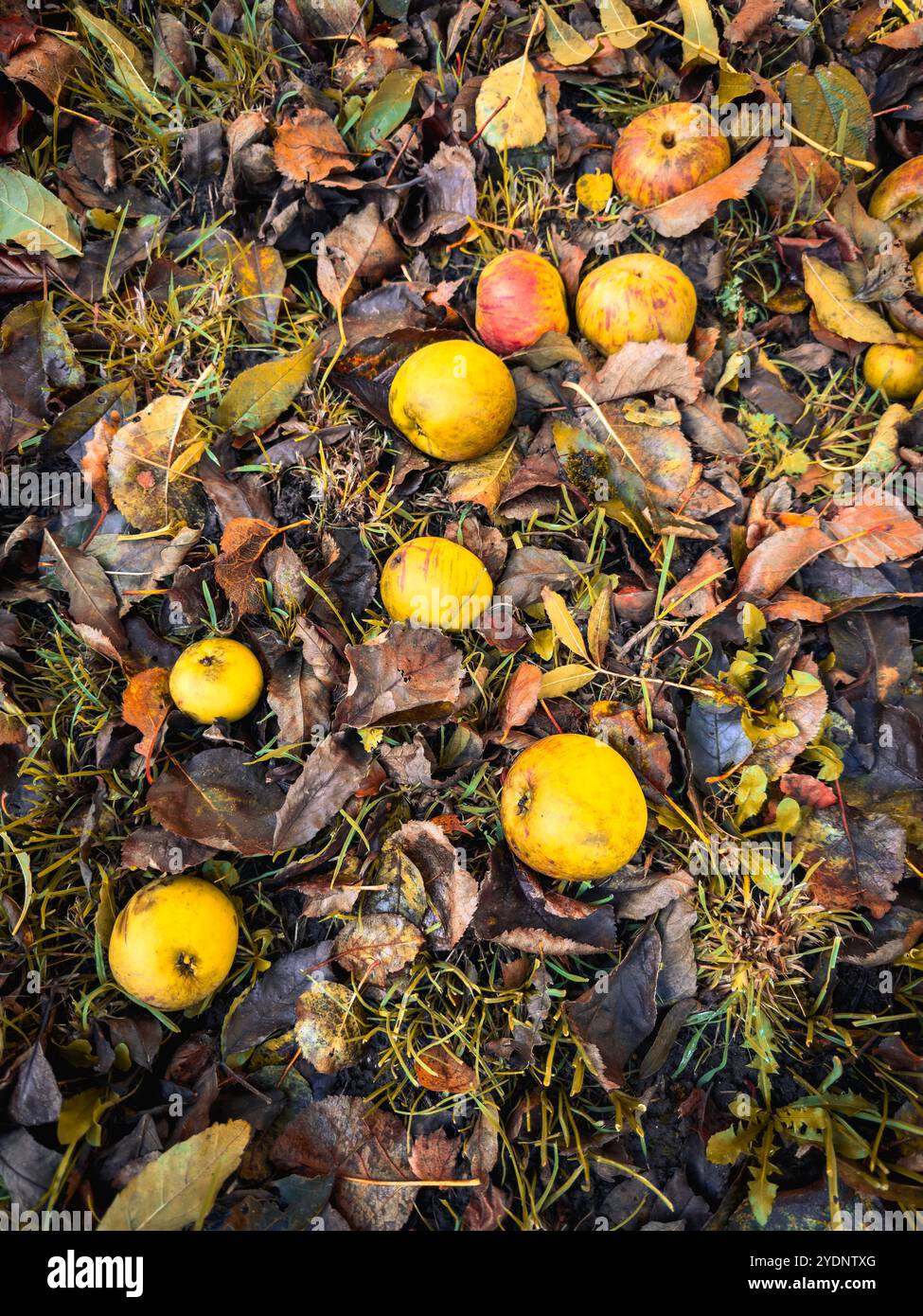 Fallen apples in a Welsh farm orchard - Smartphone Captured Stock Image