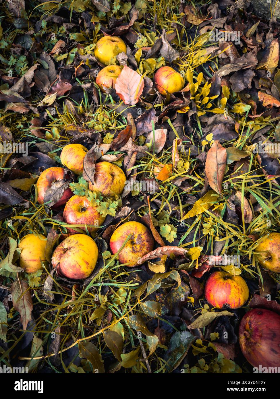 Fallen apples in a Welsh farm orchard - Smartphone Captured Stock Image