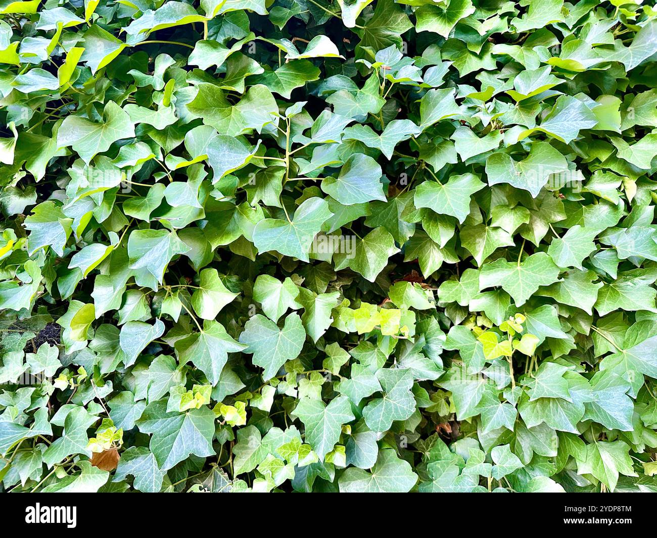 Photo shows closeup of green leaves in background - Smartphone Captured Stock Image
