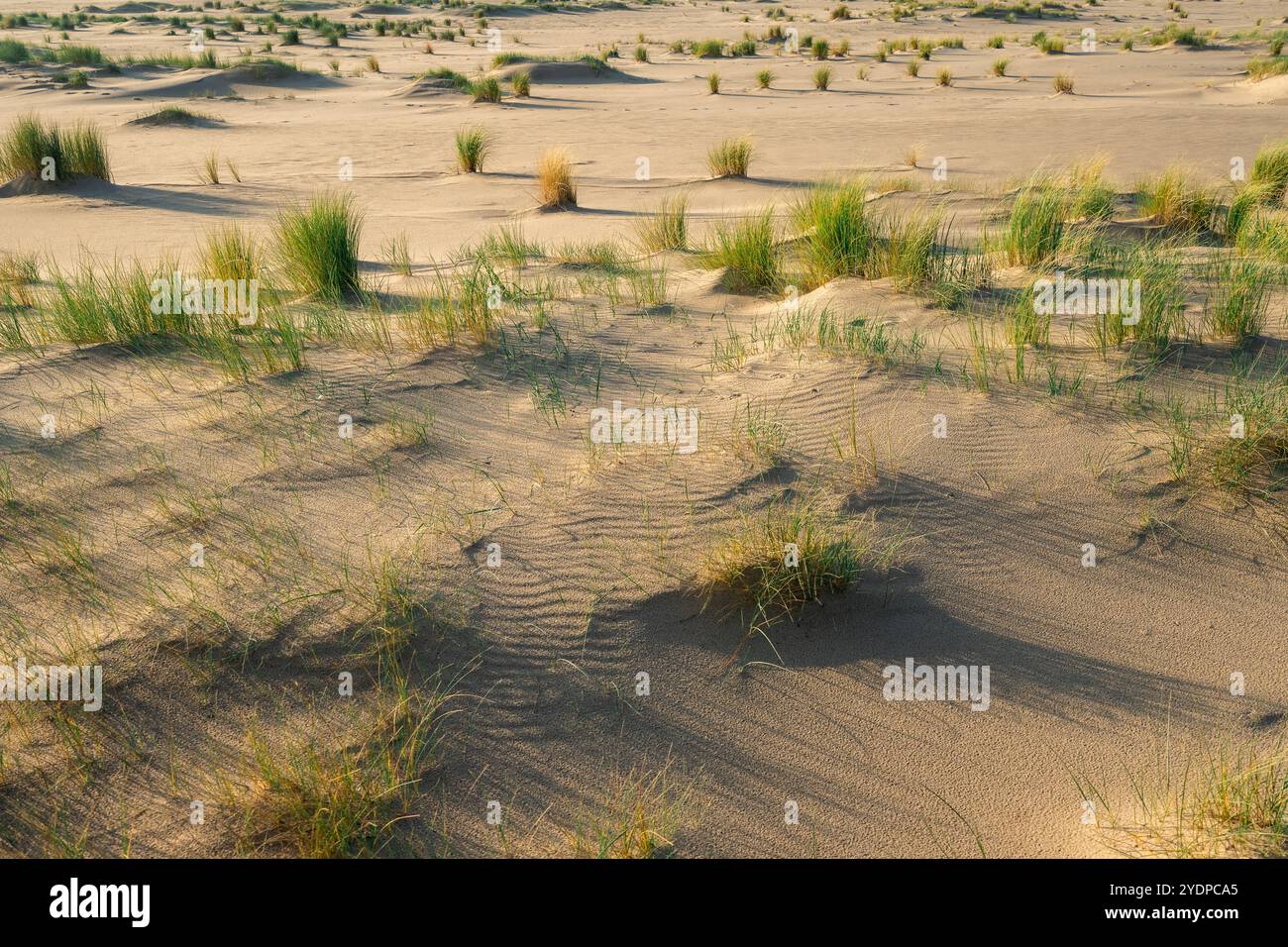 The beautiful beach and dunes at the Maasvlakte, Rotterdam, The Netherlands. Stock Photo