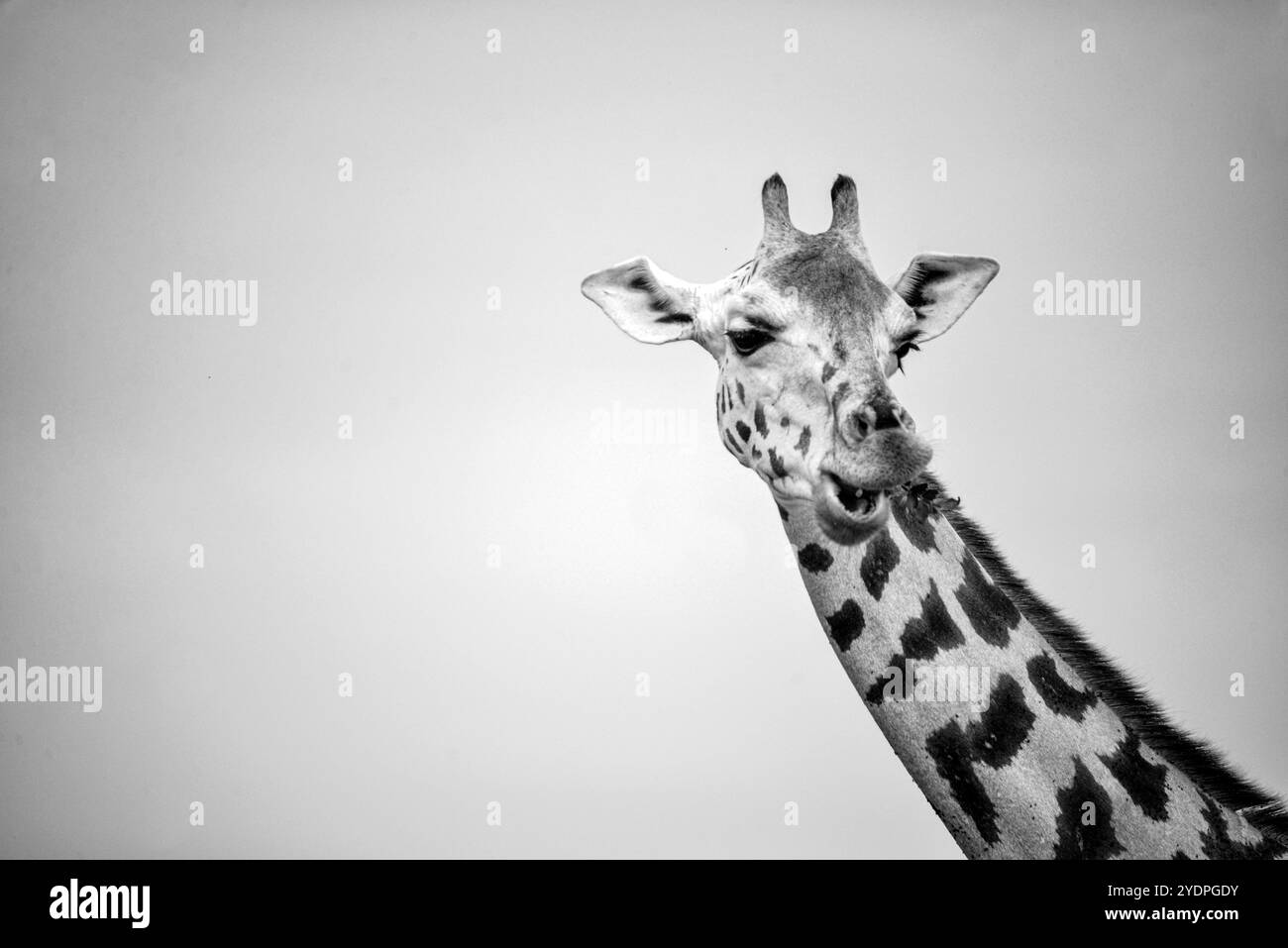 Rothschild Giraffe portrait in Murchison Falls National Park- Uganda Stock Photo