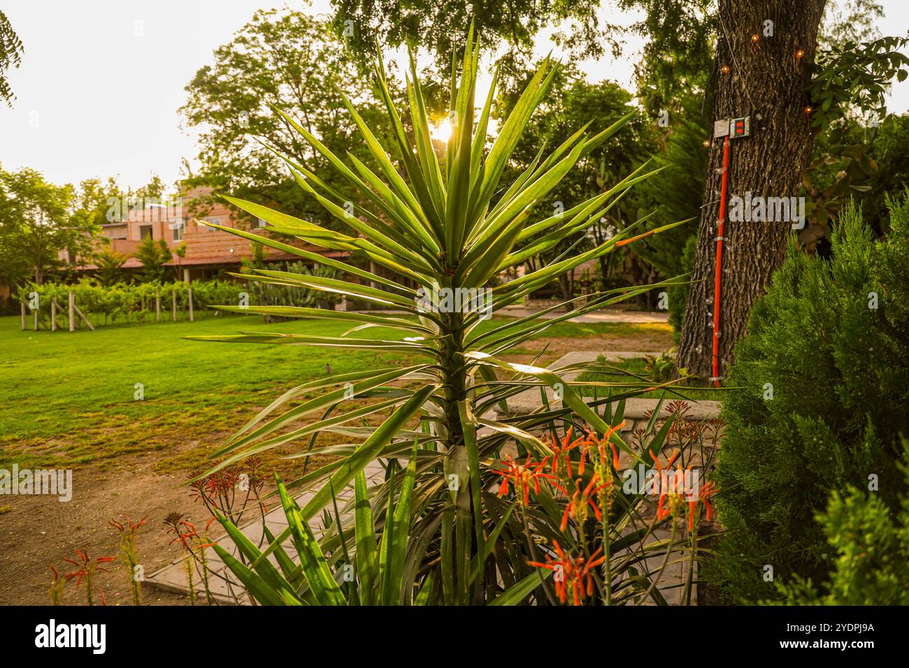 Planta en el jardin hi-res stock photography and images - Alamy
