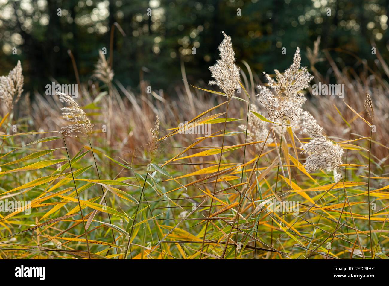 Golden autumn reeds swaying hi-res stock photography and images - Alamy