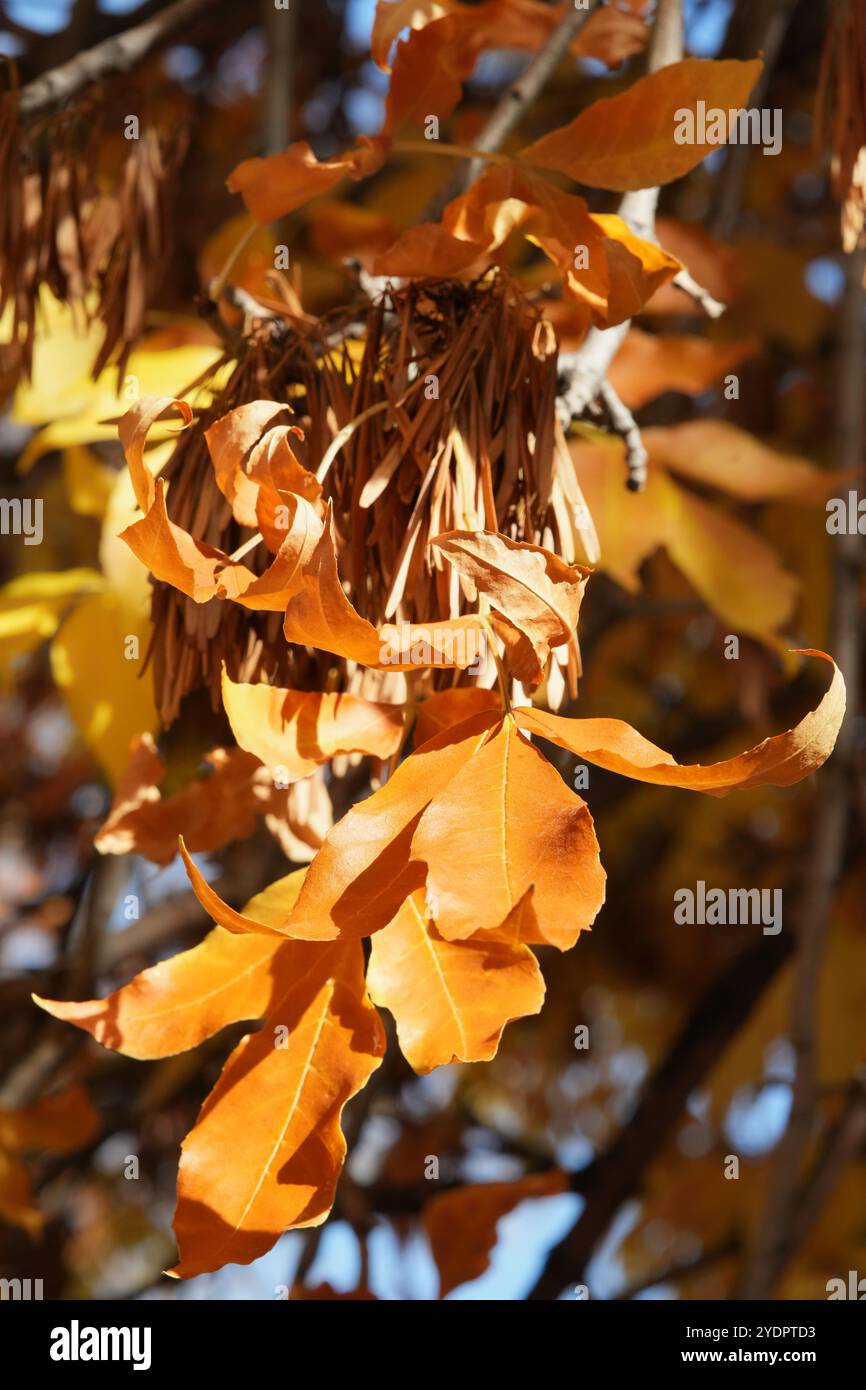 Autumn ash tree leaves and samaras Stock Photo