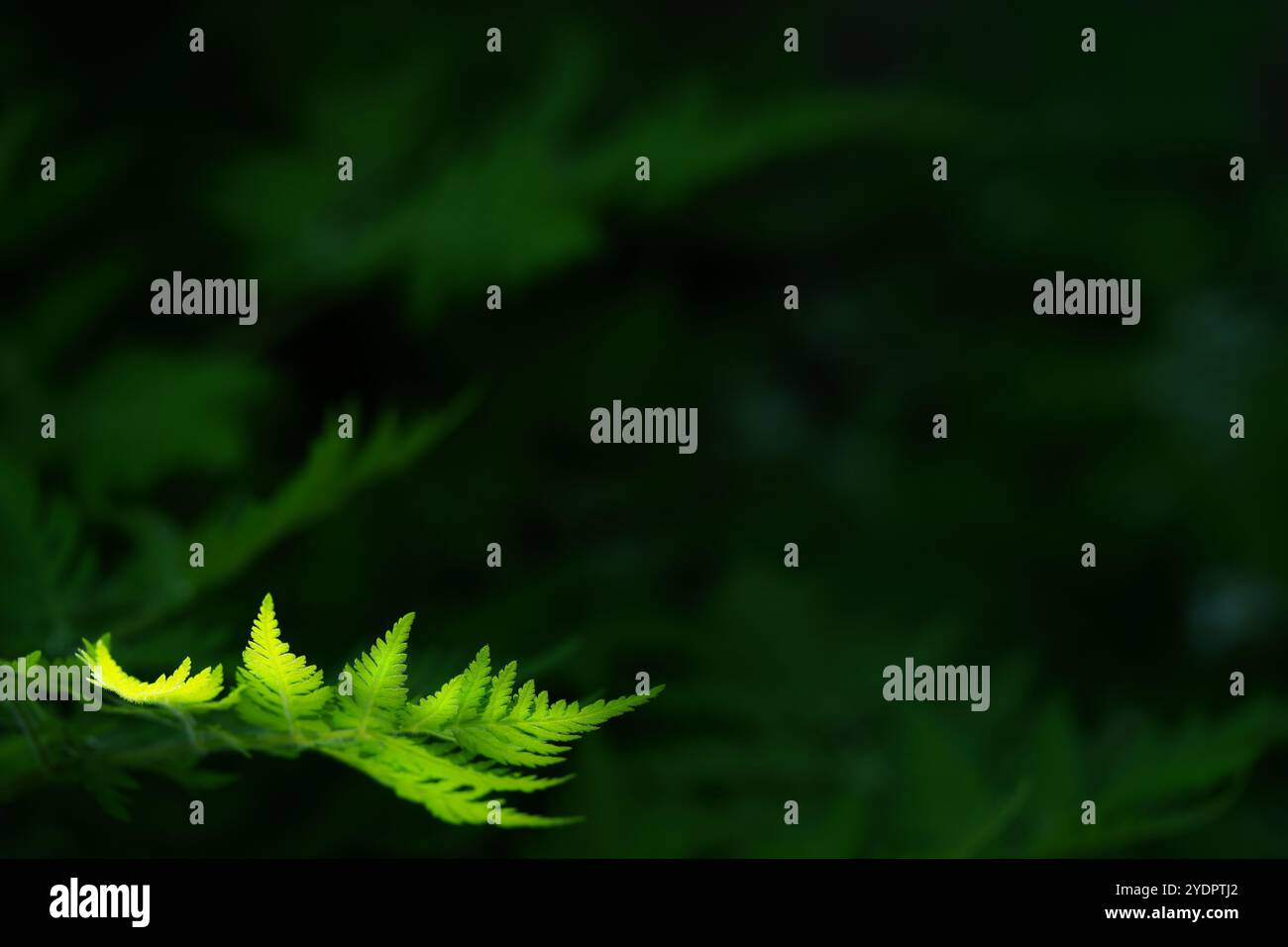 Sweet Cicely Stock Photo