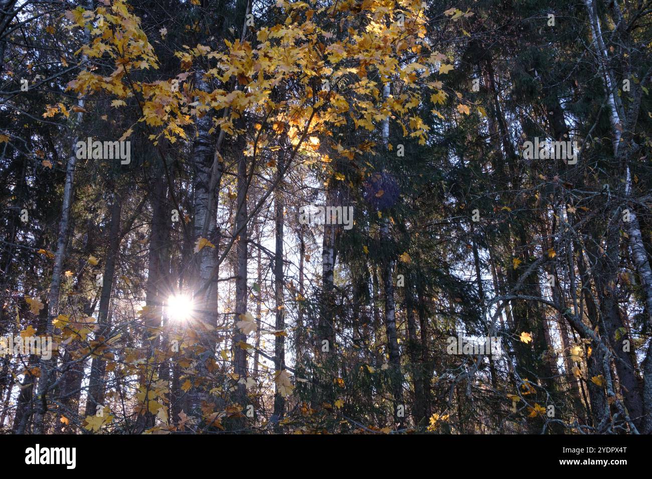 A autumn tree with leaves that are yellow and brown. The sun is shining ...