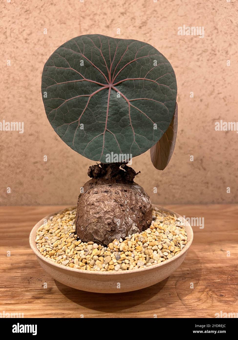Vertical display of Stephania Nova sprout bonsai plant. Round-shaped leaves. Plant is suitable for indoor, drought-resistant, minimal maintenance. - Smartphone Captured Stock Image