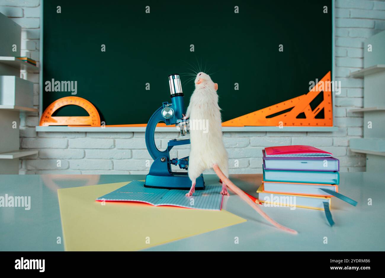 Rats Learning Funny rat student. Learning, education and science concept. Banner for ...