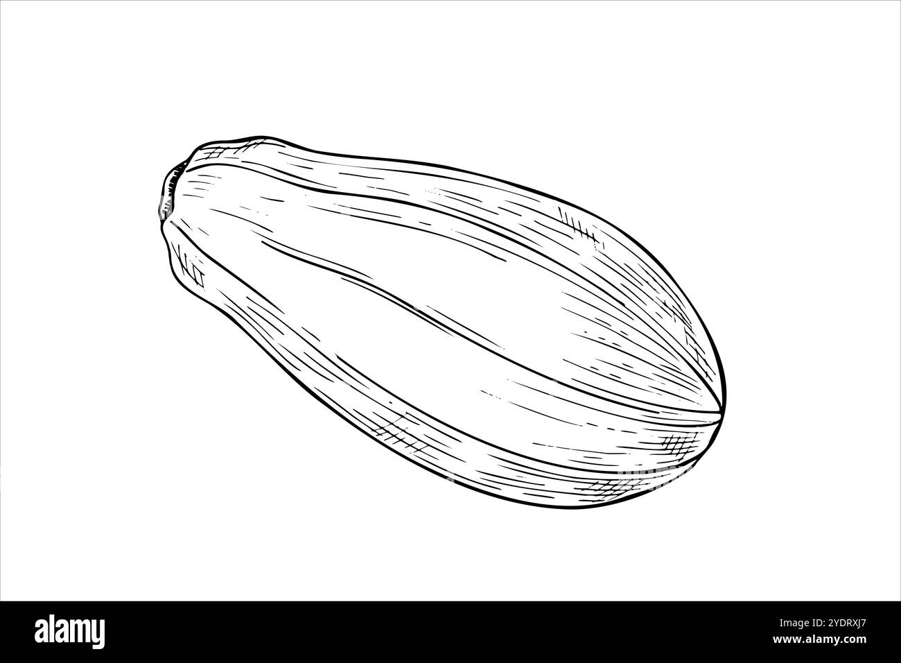 One whole papaya fruit vector isolated illustration painted by black inks. Tropical pawpaw plant monochrome flat. Floral exotic element for package Stock Vector