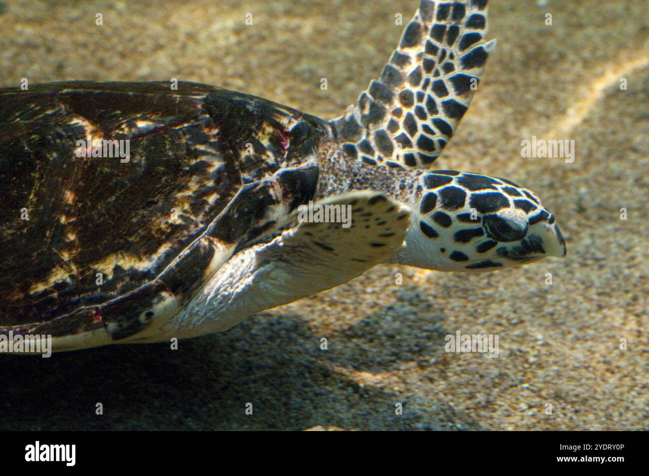 sea turtle Stock Photo