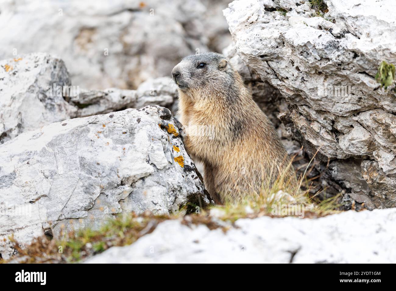 18 September 2024, Italy, Auronzo Di Cadore: An Alpine marmot looks out ...