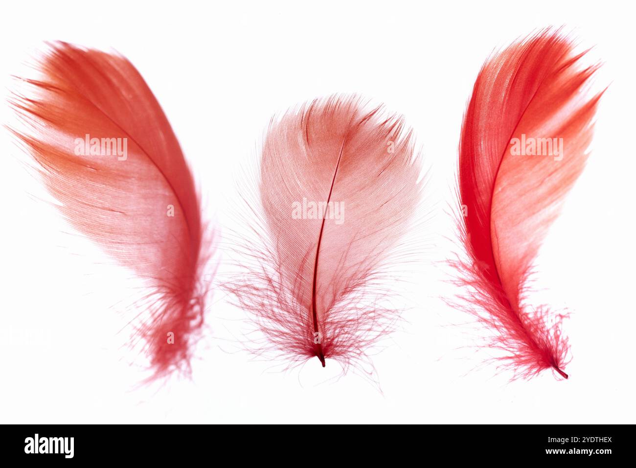 Color red activity hi-res stock photography and images - Alamy