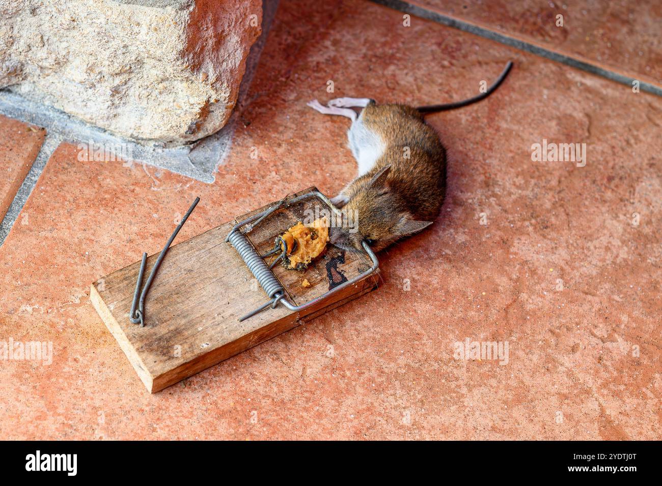 Mousetrap Stock Photo