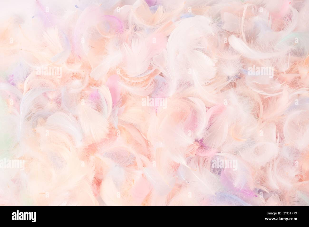 Colorful feather background, top view. Copy space. Stock Photo