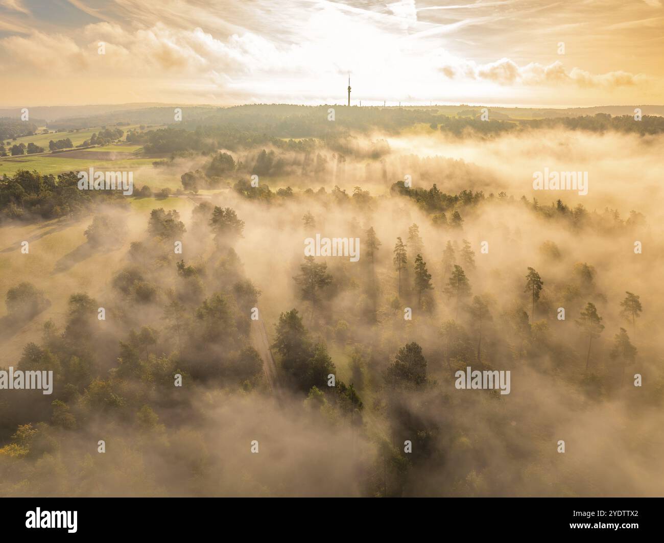 Morning fog over a forest at sunrise with golden light, Calw, Black Forest, Germany, Europe Stock Photo