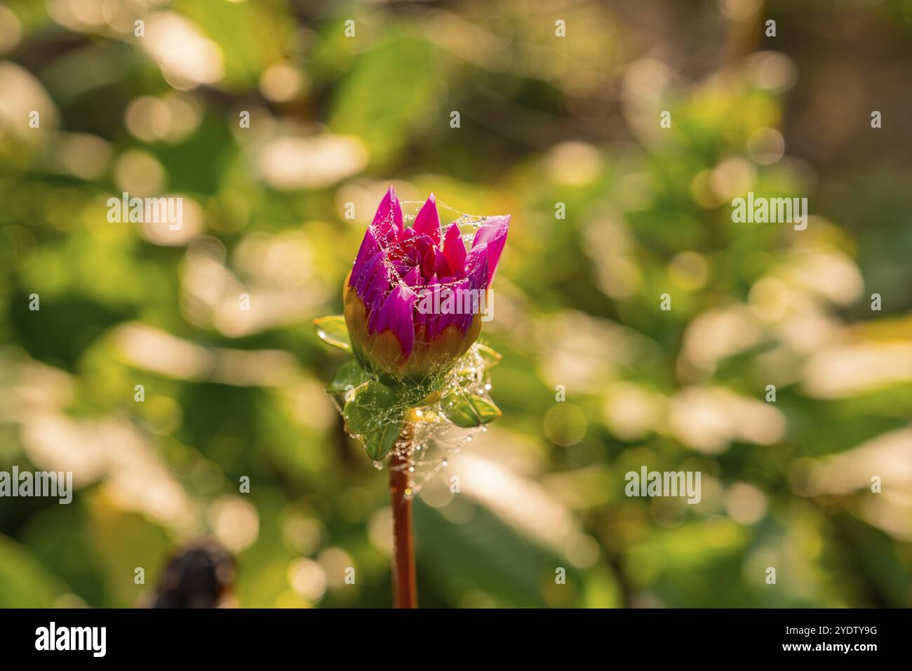 Gold coloured flower bud hi-res stock photography and images - Alamy