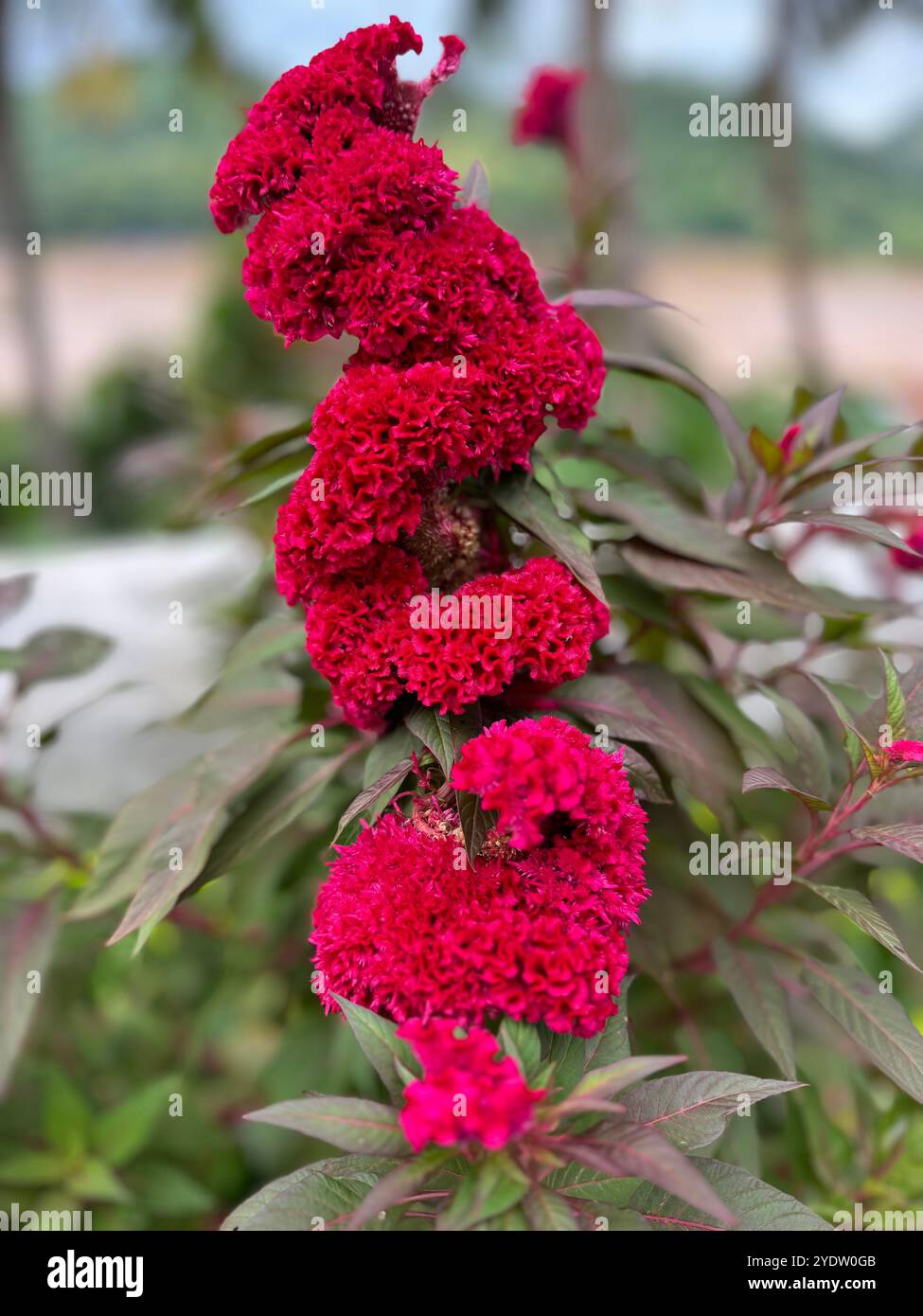 Celosia Cristata Flower Blossom Luang Prabang Laos Asia - this flower plays an important role to cure several disorders such as fever , diarrhea etc. - Smartphone Captured Stock Image