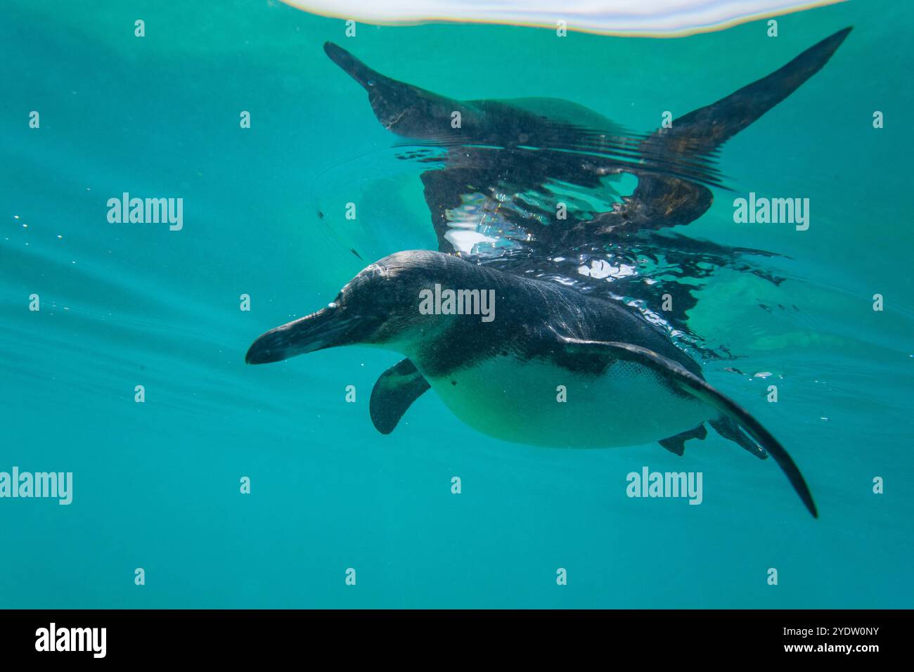 Galapagos penguin (Spheniscus mendiculus) feeding underwater on small baitfish in the Galapagos Islands, UNESCO World Heritage Site, Ecuador Stock Photo