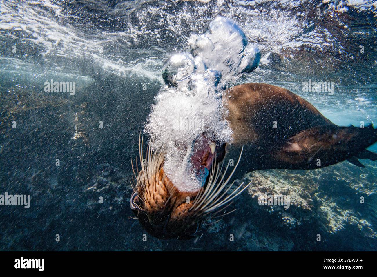 Adult Galapagos Sea Lion Zalophus Wollebaeki Underwater In The 