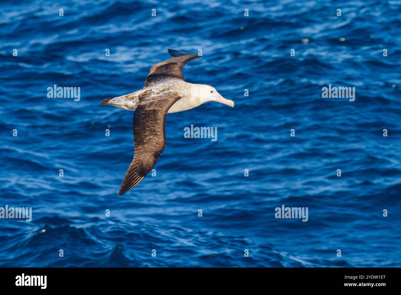 Graceful flight patterns hi-res stock photography and images - Alamy