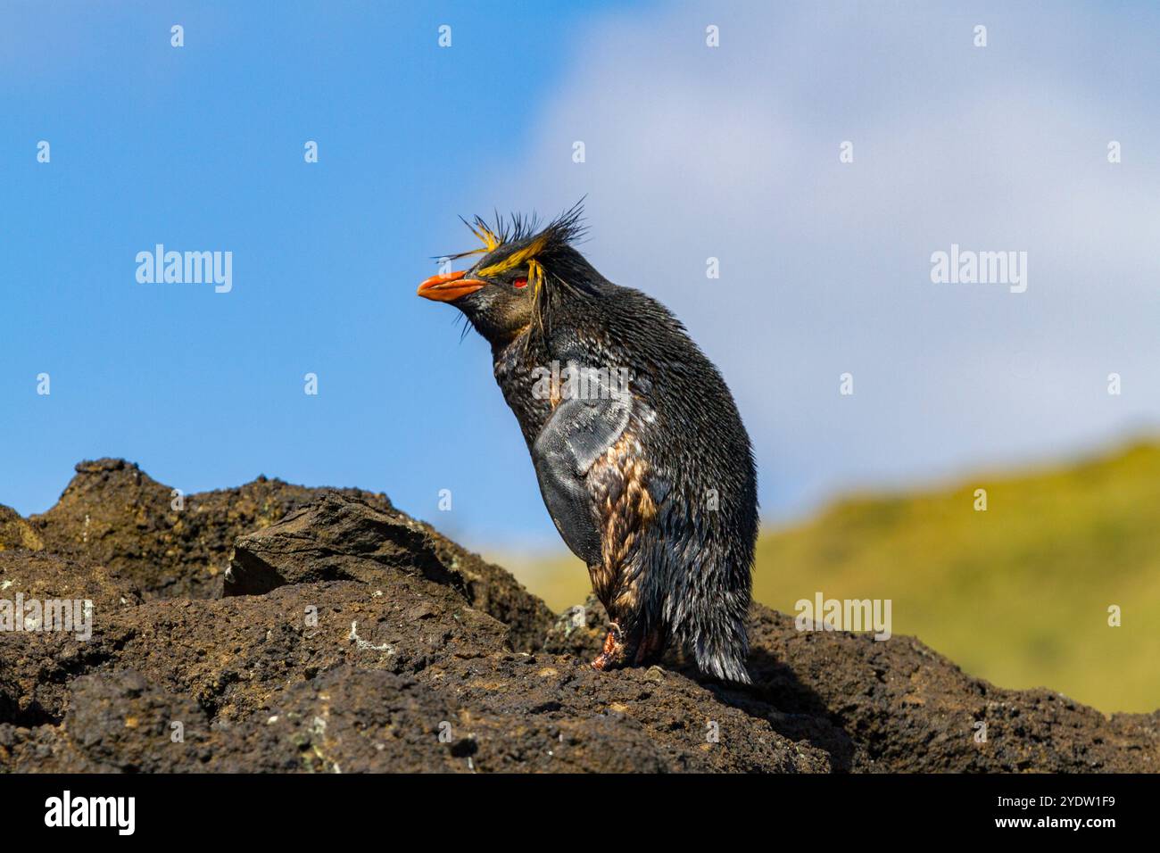 Northern rockhopper penguin (Eudyptes moseleyi) covered in spilled oil from the wreck of the MS Oliva, Nightingale island, Tristan da Cunha Group Stock Photo